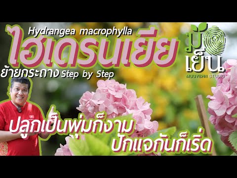 วีดีโอ: อาการวงแหวนไฮเดรนเยีย – วิธีรักษาโรคริดสีดวงทวารไฮเดรนเยีย