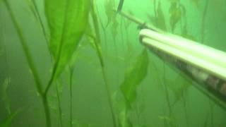 Подводная охота оз Арахлей