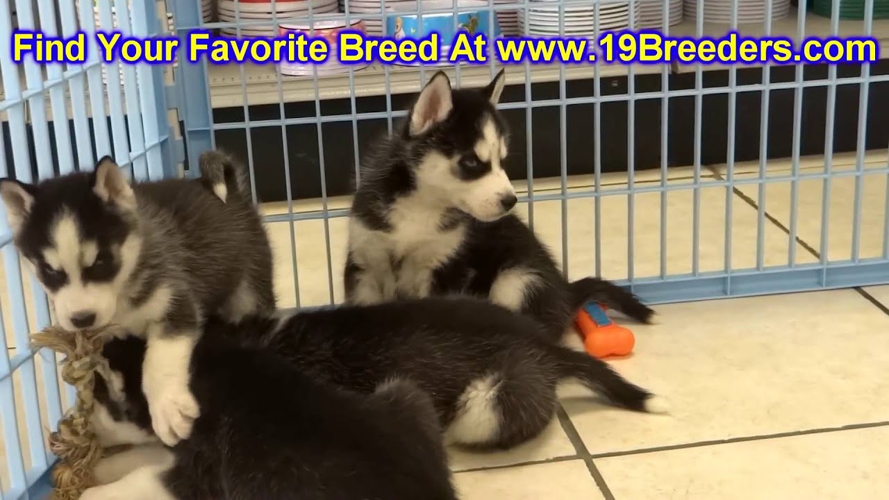 Siberian Husky Puppies Dogs For Sale In Jacksonville Florida Fl 19breeders Orlando Youtube