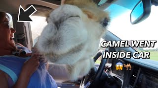 COME THROUGH A SAFARI DRIVE THRU WITH US! *very chaotic
