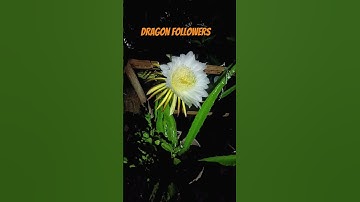 Thumbnail of Dragon flowers #newsong #haryanvisong #song #flowers