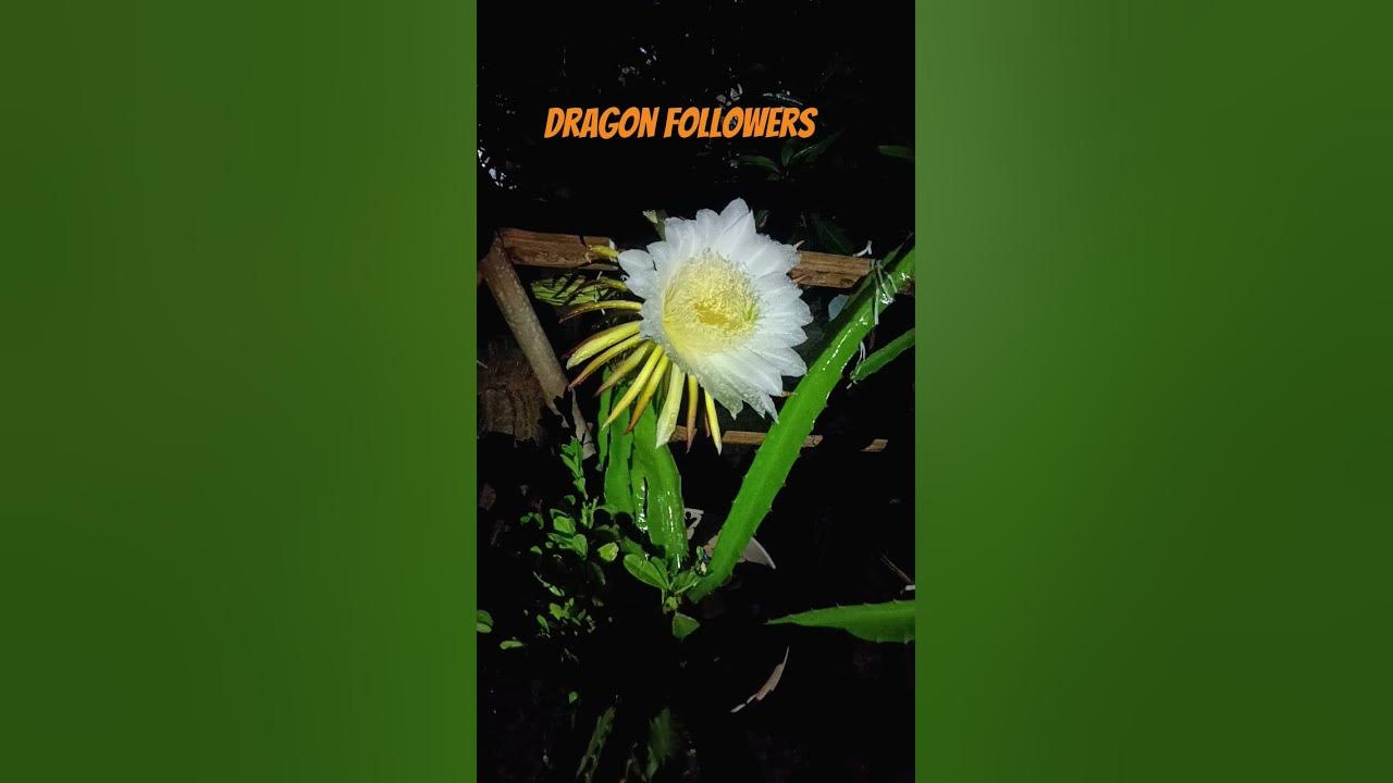 Dragon flowers #newsong #haryanvisong #song #flowers