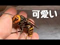 懐っこすぎるスズメバチの女王