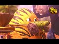 Risas De La Selva La Pandilla De La Selva S02E45 Dibujos Animados Para Niños 