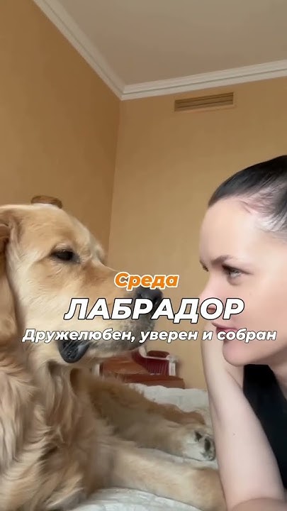 Какая ты собака по дням недели? #pets #собака - YouTube