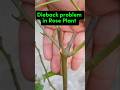 Dieback problem in rose plant #dieback #gardeningtipsdieses #gardeningadvice
