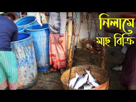 ভিডিও: কোথায় মাছ বিক্রি হবে