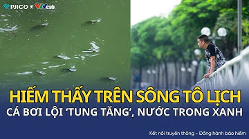 Sông Tô Lịch hồi sinh: Đàn cá bơi tung tăng, nước xanh trở lại sau nhiều thập kỷ ô nhiễm