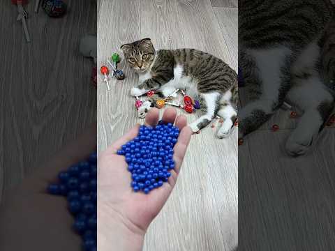 🐱🔵🔴 Reverse Video