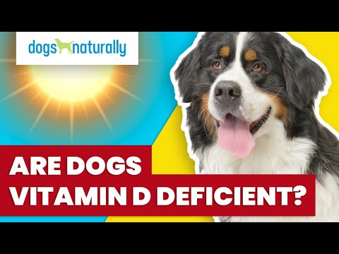 Video: Vil vitamin d skade en hund?