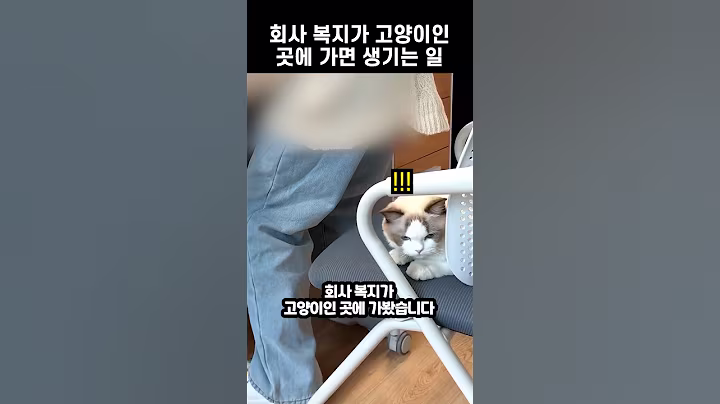 회사 복지가 고양이인 곳에 가면 생기는 일