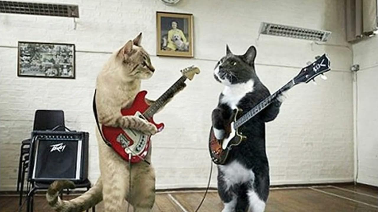 Кот поет в микрофон. Кот с гитарой. Поющие коты. Котик поет в микрофон. Кот рок звезда.