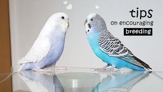 How you can encourage budgies to breed