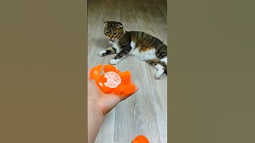 Cat Barsik 🍊 Balls 🎄🌈 Reverse video #revoflip #cat #reverse #shorts