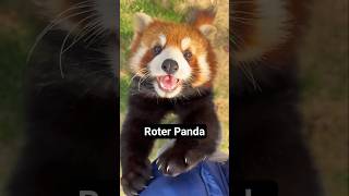 Roter Panda: Halb Waschbär, halb Flausch, 100 % Legende