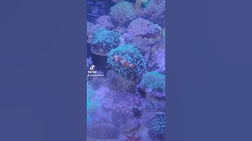 Chi phí để bắt đầu chơi cá cảnh biển là bao nhiêu?