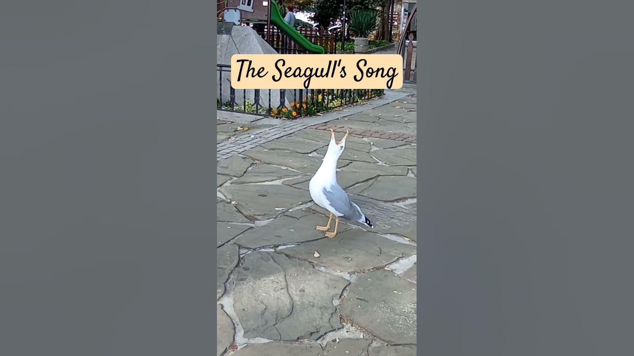 the seagull's song the seagull's song