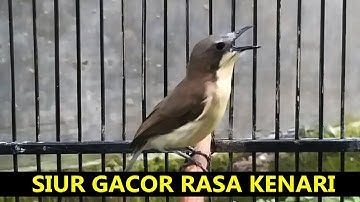 Burung Remetuk Laut GACOR isian KENARI ‼️ Suara Masteran UNIK Siur / Sir Sier laot agar NGEROL merdu