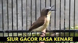 Burung Remetuk Laut GACOR isian KENARI ‼️ Suara Masteran UNIK Siur / Sir Sier laot agar NGEROL merdu