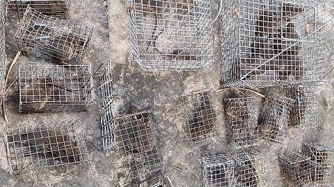 Cách Bẫy Chuột Đường Mòn Không Mồi Hiệu Quả /Set mouse traps | Linh đức huệ vlog