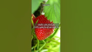 سورة البقرة الآية 168 و 169