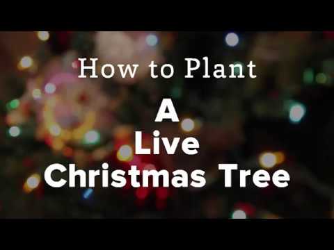 Cara Menanam Live Pohon Natal