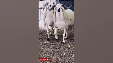 شاهد أكبر حولي صردي ملكي لسنة 2022 