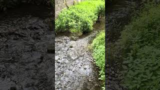 Beautiful, calm river sounds… #travel #asmr #asmrsounds #water #river #natur #fluss #wasser #shorts