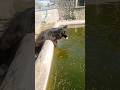 Bairan 2 Jora black German shepherd dog Rubi Long German shepherd dog