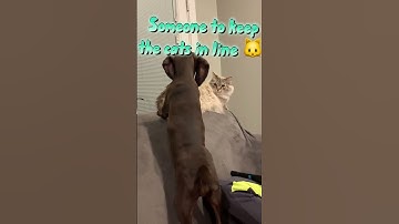 Things we have gained since owning GSP’s