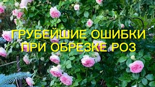 Розы. Важно!!! Грубейшие ошибки, которые могут Вас лишить второго цветения. Обрезаем розы правильно.