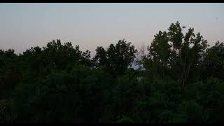 Sunrise Songbirds: Morning Birdsong & Nature Sounds for Study, Focus, Sleep (TV for Cats) screenshot 5