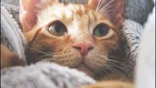 Gato Miando - ANIMAIS PET - (Som de Gato Miando)