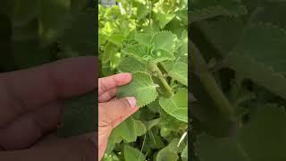 El uso tradicional del orégano poleo para el descanso y bienestar de su vista 🌿👀