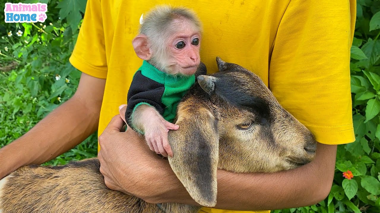 Monkey BiBi and goat love to hug by dad