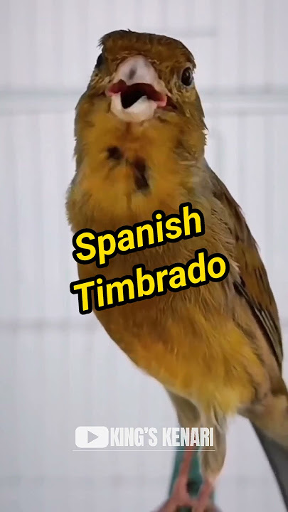 KENARI JENIS SPANISH TIMBRADO FULL NGECORRR‼️