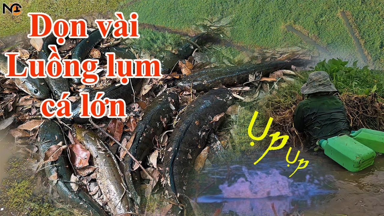 Phát hiện lóc táp liên hoàn trong bãi cỏ