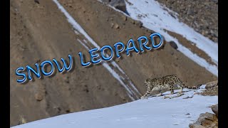 Snow Leopard | Ghost of the Mountains