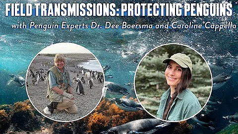 Field Transmissions: Protecting Penguins with Dr. ...