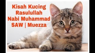 Kisah Kucing Rasulullah Nabi Muhammad SAW | Muezza❤️🤗🐈