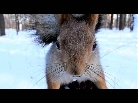 Обыкновенная белка