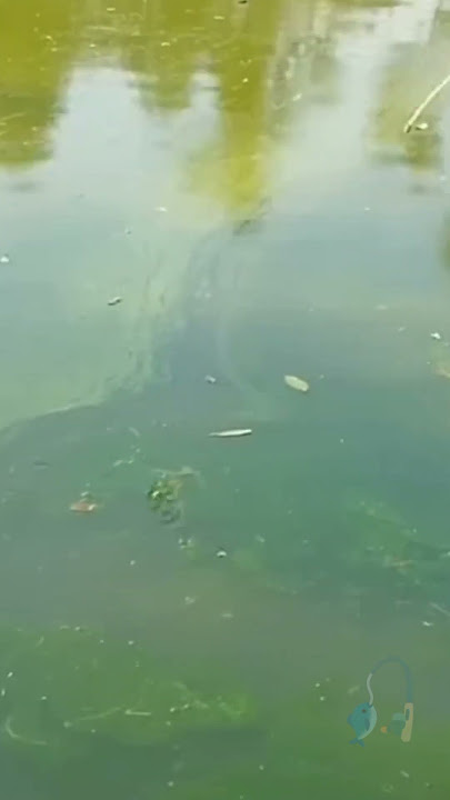 Mancing Strike Bikin Ngakak, Dikerjain Orang Gila#mancing #lucu