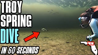 How to scuba dive Troy Springs State Park, FL | 1 minute diving breakdown video | Down to 60