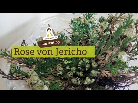 Magische Verwandlung durch etwas Wasser: die Rose von Jericho
