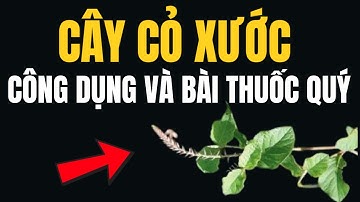 Cây Cỏ Xước (Ngưu Tất Nam) – Công Dụng &  Bài Thuốc Quý Ít Ai Biết