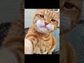 Funny Cat Photos Cats Shorts Funny Makeyourday 