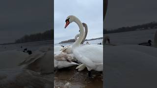 🦢 #swan #swans #swanlake #ukraine #lovestory #valentinesday #shorts