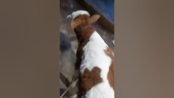 Гаден ли си #гладенко НЕ СИ ТИ КОГАТО СИ ГЛАДЕН 🐂🐂 #beef #cow #animals #msbeats #goat