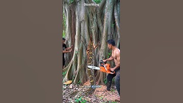 The Shocking Moment a Giant Python Emerges from a Newly Cut Tree!
