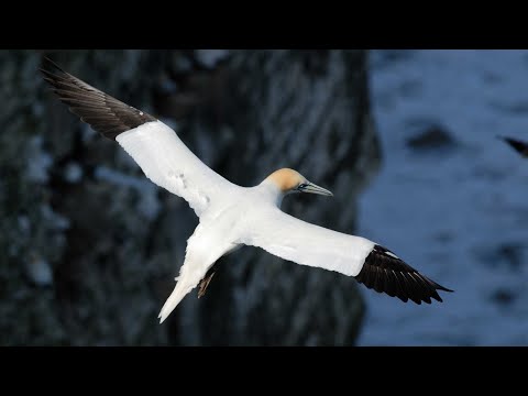 Seabirds In Flight Island Of Boreray On Visit To Archipelago Of St Kilda North Atlantic Scotland